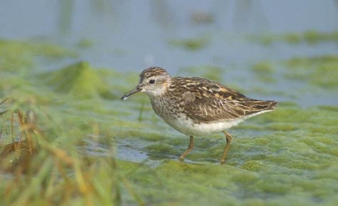 Long-toed Stint (Calidris subminuta) photo image