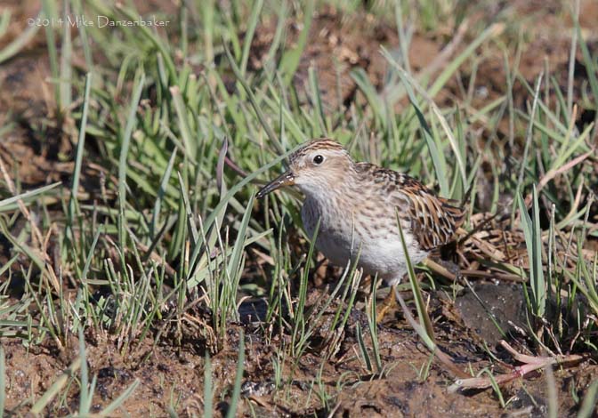 Long-toed Stint (Calidris subminuta) photo