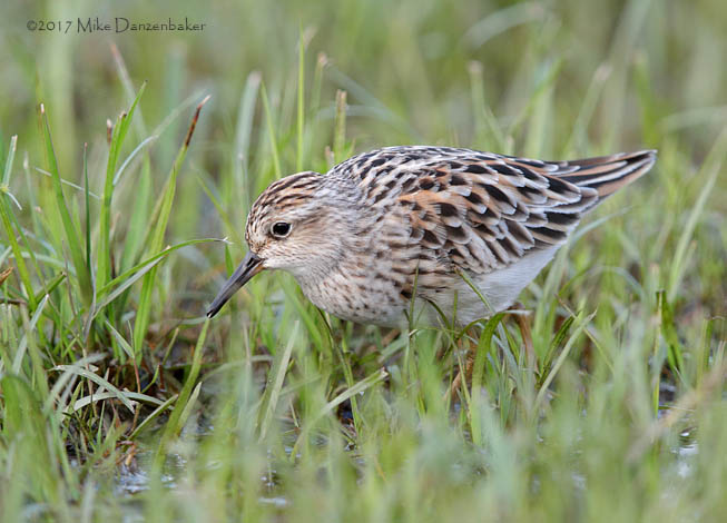 Long-toed Stint (Calidris subminuta) photo image