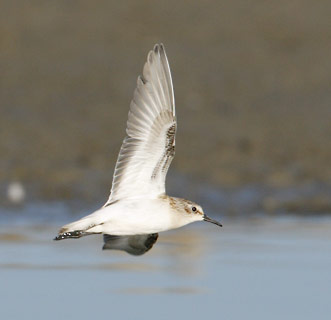 Little Stint (Calidris minuta) photo image