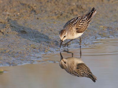 Little Stint (Calidris minuta) photo