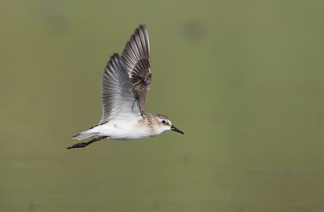 Little Stint (Calidris minuta) photo