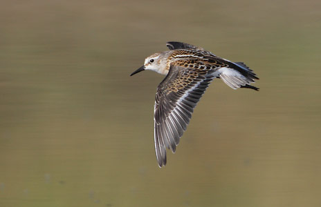 Little Stint (Calidris minuta) photo image