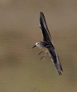 Little Stint (Calidris minuta) photo
