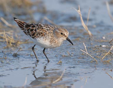 Little Stint (Calidris minuta) photo image