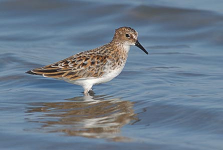 Little Stint (Calidris minuta) photo image