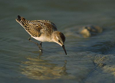 Little Stint (Calidris minuta) photo image