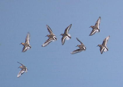 Little Stint (Calidris minuta) photo image
