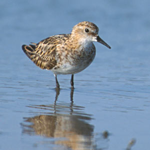 Little Stint (Calidris minuta) photo image