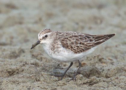 Little Stint (Calidris minuta) photo image