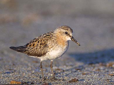 Red-necked Stint (Calidris ruficollis) photo image