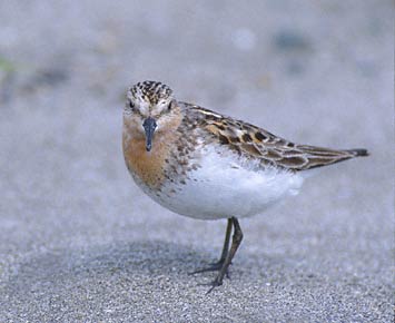 Red-necked Stint (Calidris ruficollis) photo image