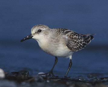 Red-necked Stint (Calidris ruficollis) photo image