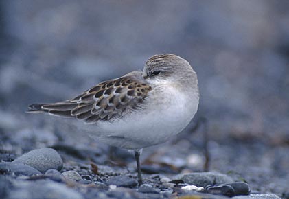 Red-necked Stint (Calidris ruficollis) photo image