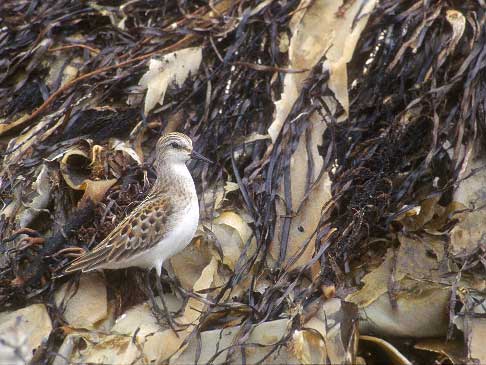 Red-necked Stint (Calidris ruficollis) photo image