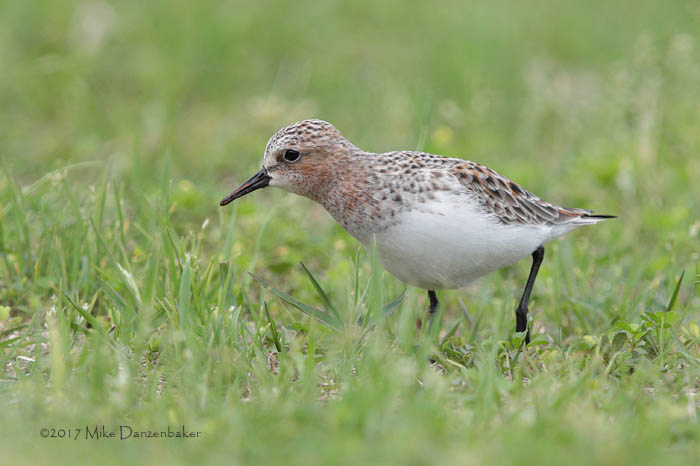 Red-necked Stint (Calidris ruficollis) photo image