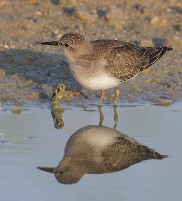 Temminck's Stint (Calidris temminckii) photo image