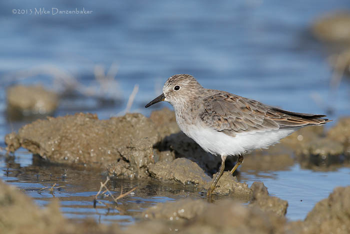 Temminck's Stint (Calidris temminckii) photo image