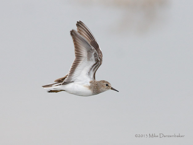 Temminck's Stint (Calidris temminckii) photo image