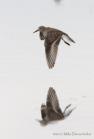 Temminck's Stint (Calidris temminckii) photo image