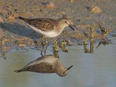 Temminck's Stint (Calidris temminckii) photo image