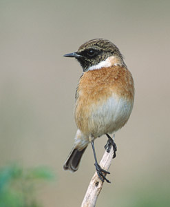 European Stonechat (Saxicola rubicola) photo image