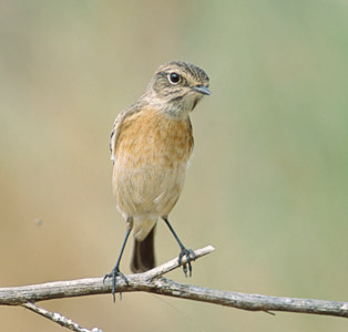European Stonechat (Saxicola rubicola) photo image