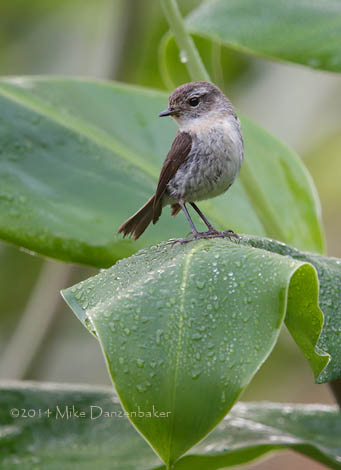 Reunion Stonechat (Saxicola tectes) photo image