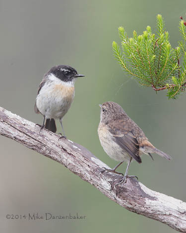 Reunion Stonechat (Saxicola tectes) photo