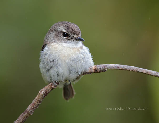 Reunion Stonechat (Saxicola tectes) photo image