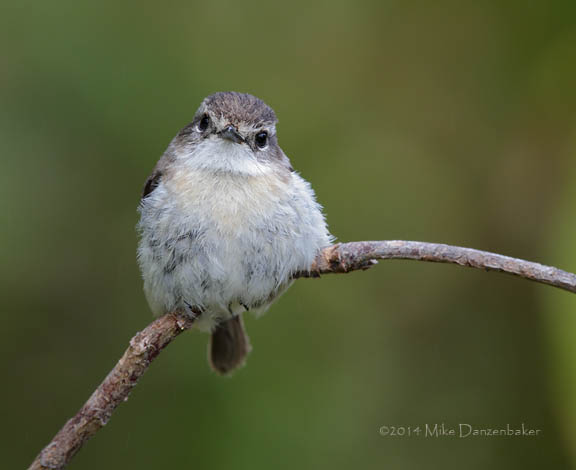 Reunion Stonechat (Saxicola tectes) photo image