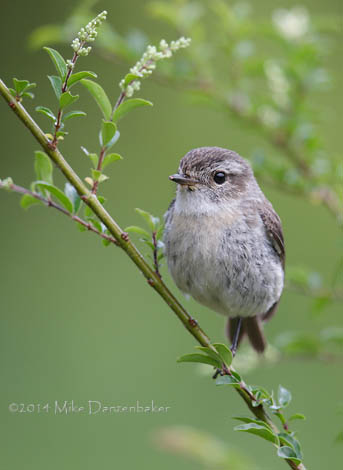 Reunion Stonechat (Saxicola tectes) photo image