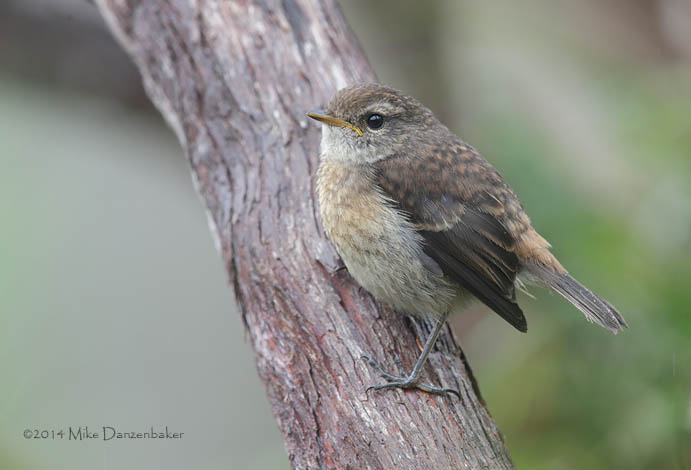 Reunion Stonechat (Saxicola tectes) photo image