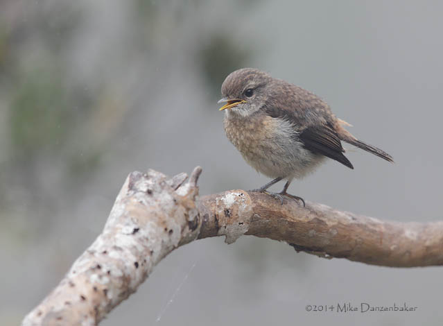 Reunion Stonechat (Saxicola tectes) photo image