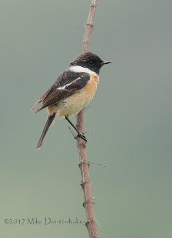 Stejneger's Stonechat (Saxicola stejnegeri) photo image