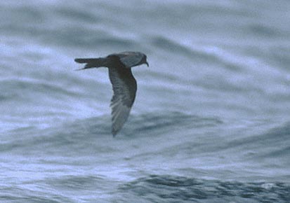 Ashy Storm-Petrel (Oceanodroma homochroa) photo image