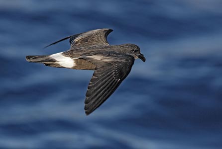 Band-rumped Storm-Petrel (Oceanodroma castro) photo image