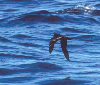 Black Storm-Petrel (Oceanodroma melania) photo image