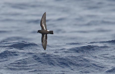 European Storm-Petrel (Hydrobates pelagicus) photo image