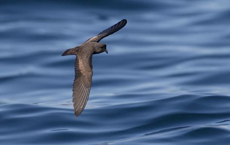 Least Storm-Petrel (Oceanodroma microsoma) photo image