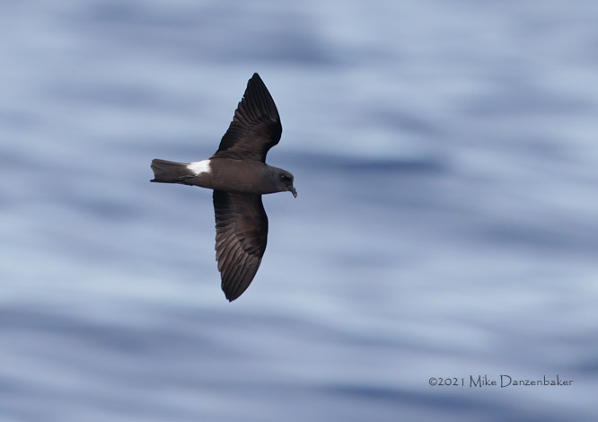 Monteiro's Storm-Petrel (Oceanodroma monteiroi) photo image