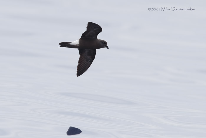 Monteiro's Storm-Petrel (Oceanodroma monteiroi) photo image