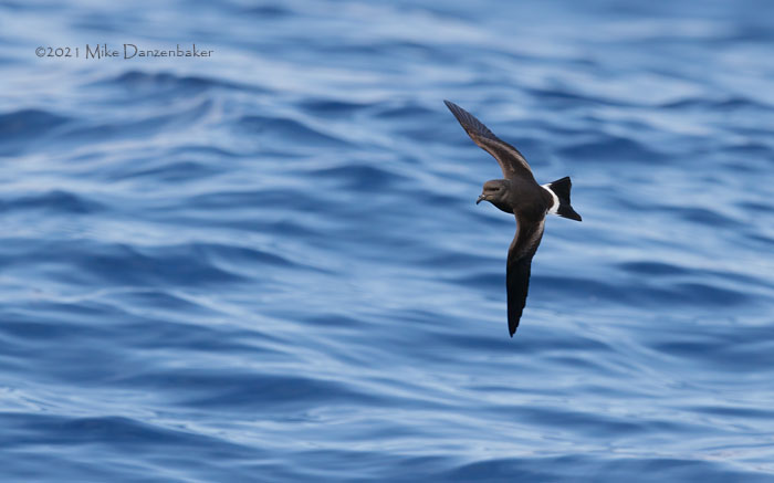 Monteiro's Storm-Petrel (Oceanodroma monteiroi) photo image