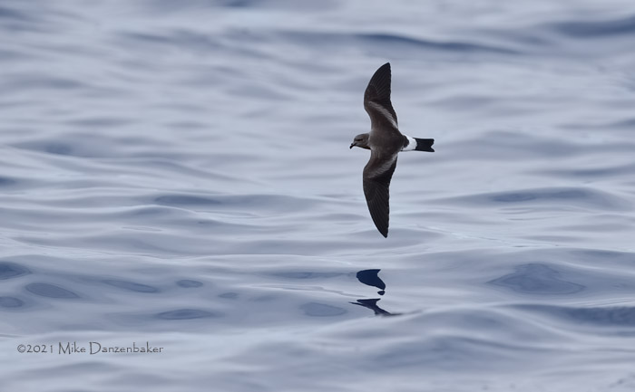 Monteiro's Storm-Petrel (Oceanodroma monteiroi) photo image