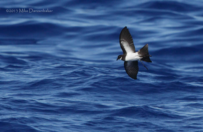 Polynesian Storm-Petrel (Nesofregetta fuliginosa) photo image