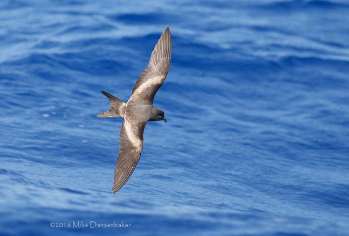 Tristram's Storm-Petrel (Oceanodroma tristrami) photo image
