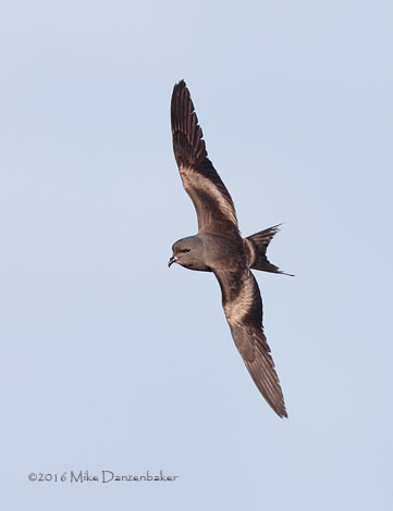 Tristram's Storm-Petrel (Oceanodroma tristrami) photo image