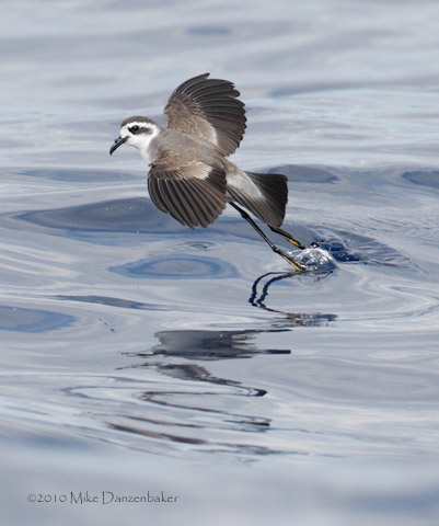 White-faced Storm-Petrel (Pelagodroma marina) photo image