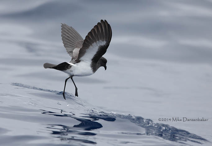 White-bellied Storm-Petrel (Fregetta grallaria) photo image