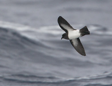 White-bellied Storm-Petrel (Fregetta grallaria) photo image